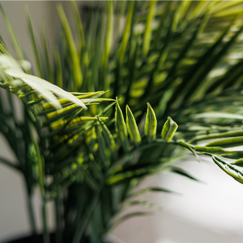Pflanze des Monats Februar 2026: Goldfruchtpalme