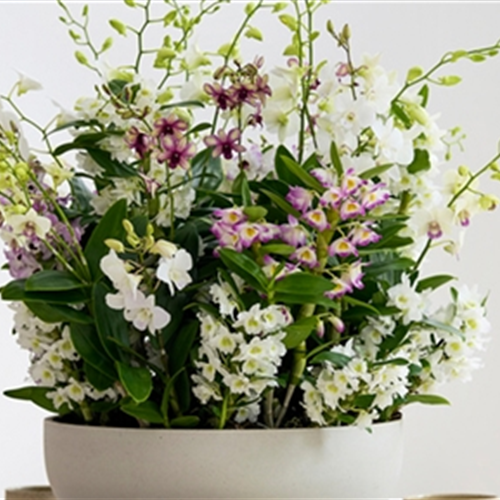 Pflanze des Monats März 2026: Dendrobium