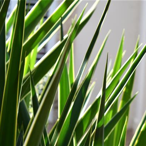 Pflanze des Monats Dezember 2026: Yucca